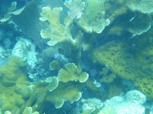 Elkhorn Corals