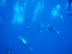 Whale Shark Belize 064