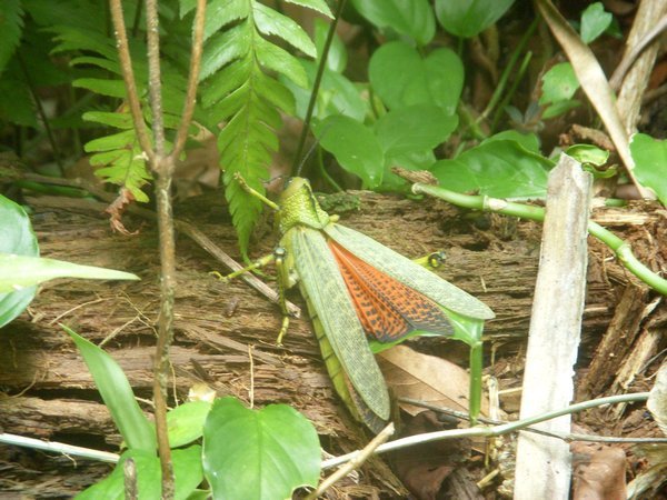 Jungle was full of huge grasshoppers that day!