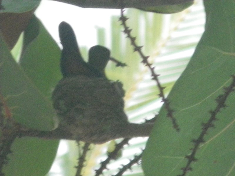 A hummingbird in her nest