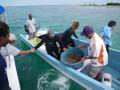 Retrieval of the coral fragments for outplanting