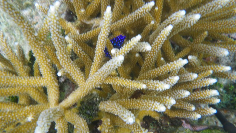 Juvenile Yellowtail Damsel hanging in the new coral