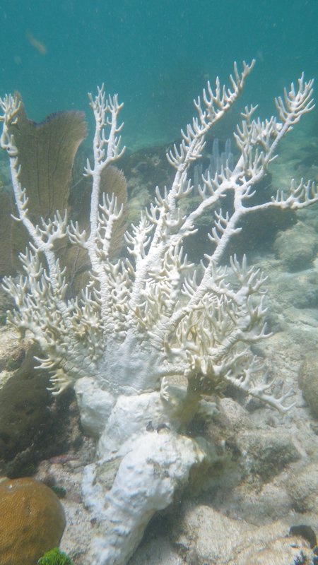A totally bleached fire coral