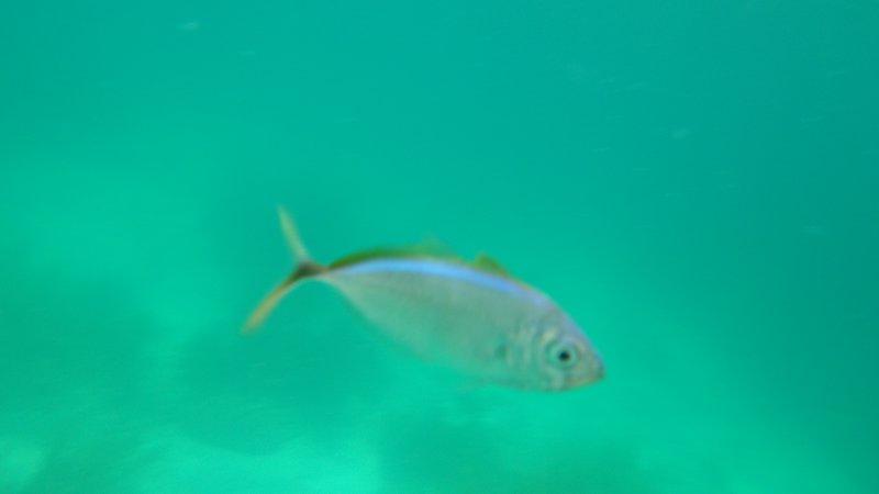 A tiny fish that was circling me for an hour