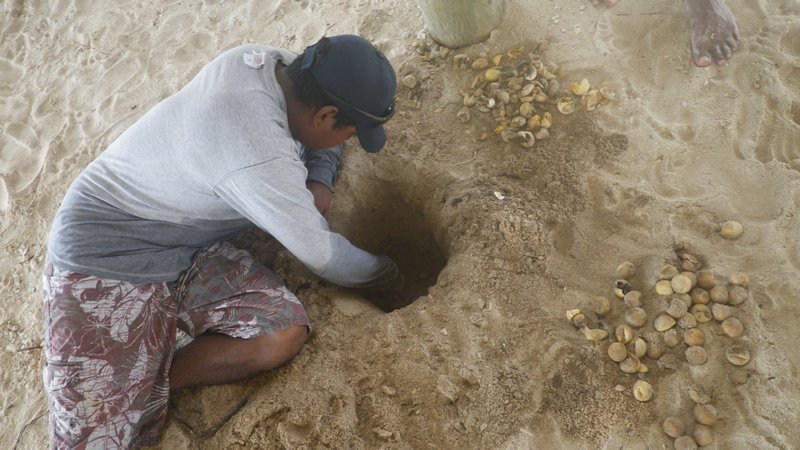 Jas digs out an old loggerhead nest
