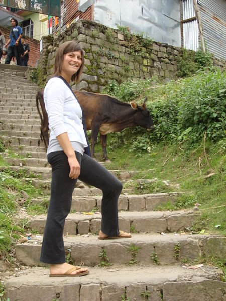 Dana and the sacred cow 
