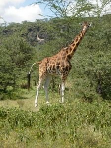 Giraffe - Lake Nakuru