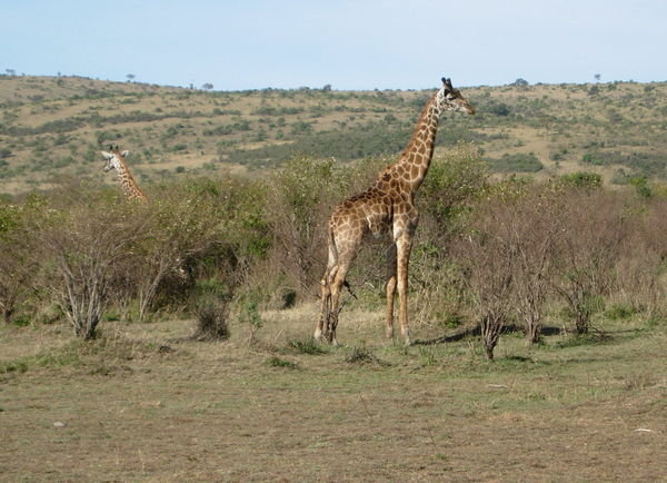 Masai Giraffes 