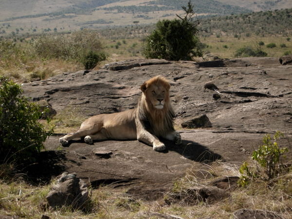 King of the Masai
