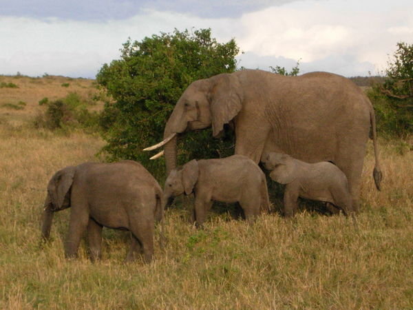 Still more elephants