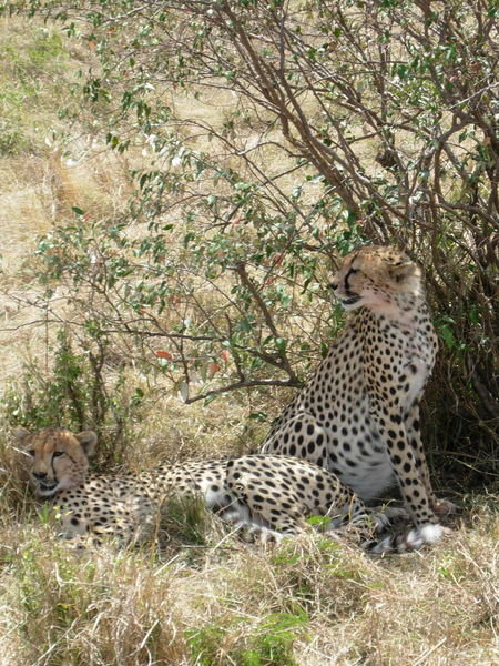 Cheetahs - just after a kill