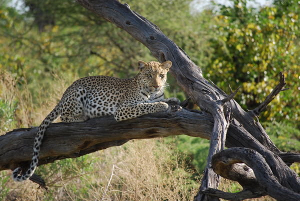 Ross' Leopard