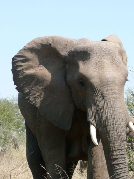 getting charged by an elephant is much scarier when you are in your own small car - kruger