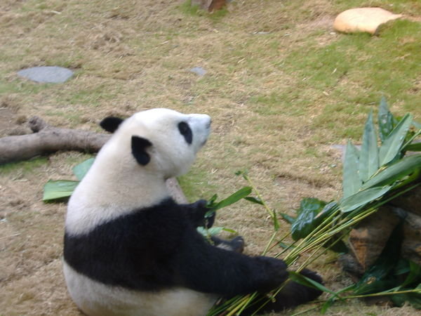 Panda's Dinner