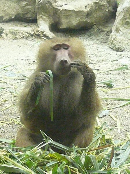 Baboon Eating