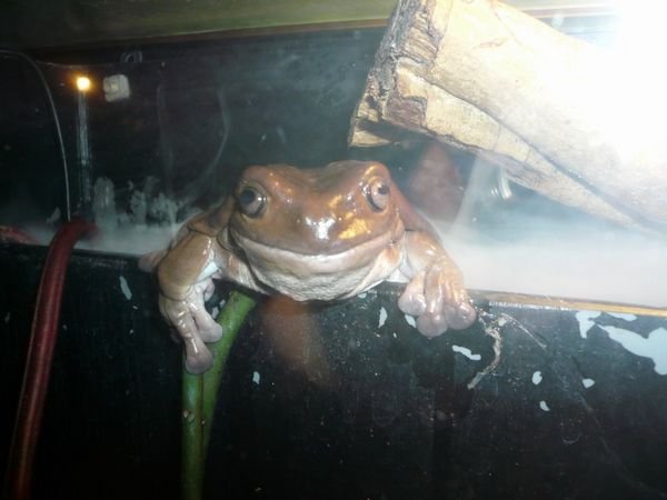 Frog in the aquarium