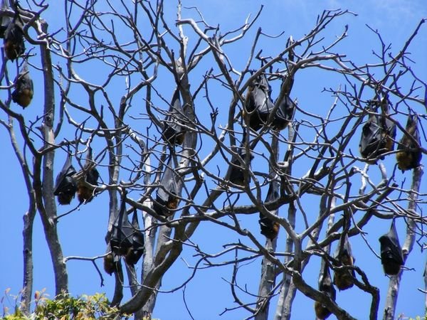 Botanic Garden's Bats