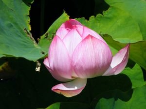 Botanic Garden's Pink Flower