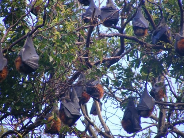 Botanic Bats