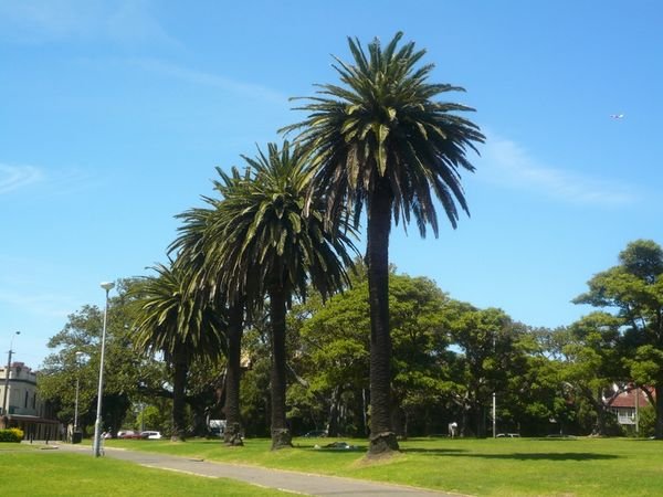 Palm Trees at Victoria Park
