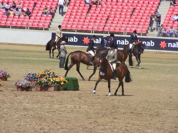 Horses in the Main Arena