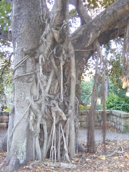 Tree in Botanic Gardens