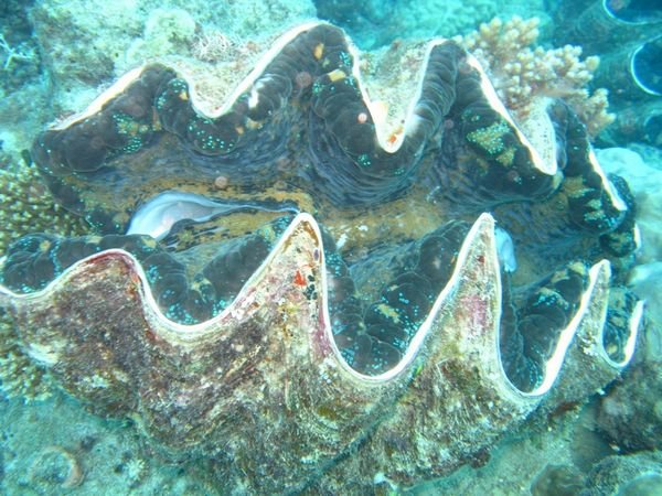 Giant Sea Clam 1