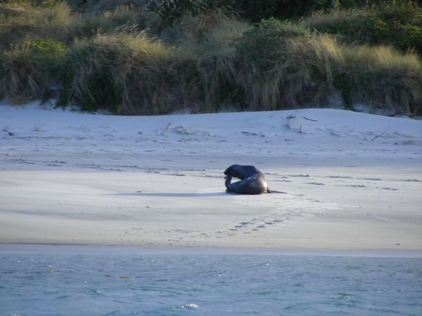 New Zealand Sea Lion