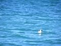 Albatross in the water