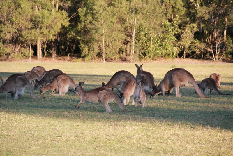 Kangaroo fields