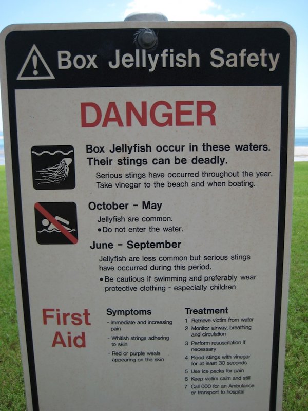 Jellyfish - Danger everywhere!