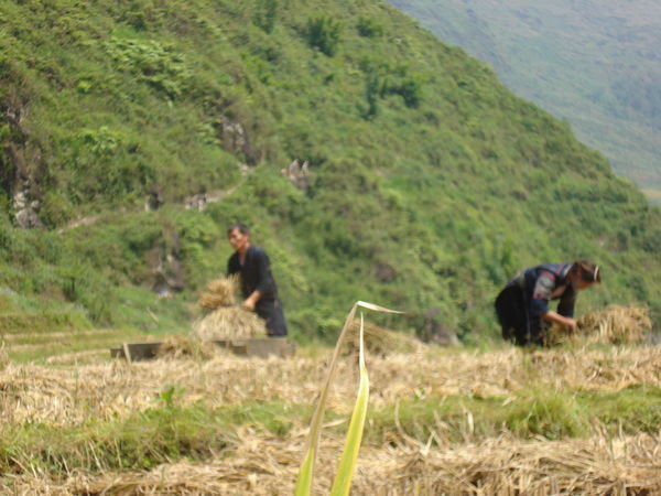 Locals working in the rice paddies