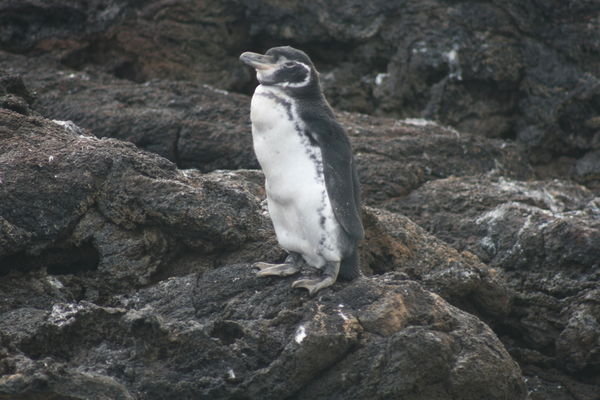 Bartolome Penguin