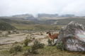 Llamas at Volcan Cotopaxi