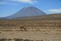 Volcan Misti and Vicuna