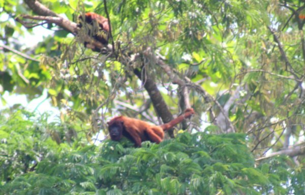 Red Faced Howler Monkey