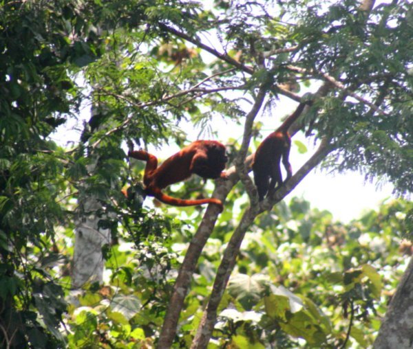 Red Howler Faced Monkey Swinging