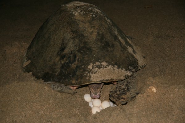 Sea Turtle Laying Eggs