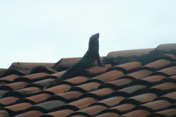 Iguana on the Roof