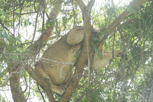 Tree Climbing Lion