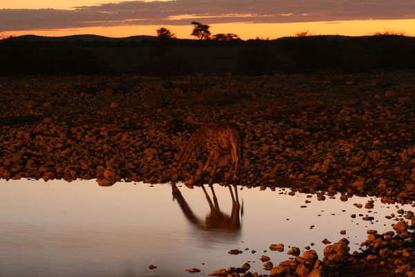 Giraffe Reflections