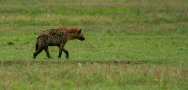 Spotted Hyena on the Prowl