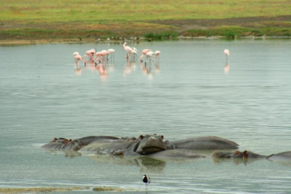 Hippos and Flamingos