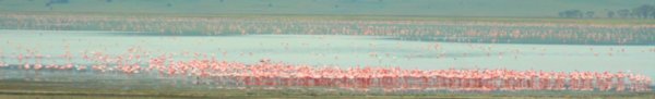 Pink Flamingo Flock