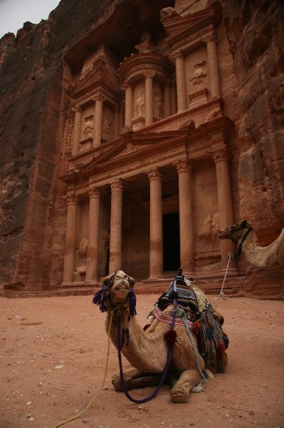 Camel and Treasury