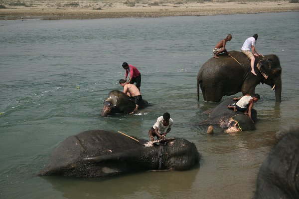 Elephant Bathing