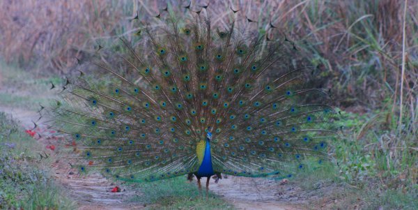 Peacock Strutting