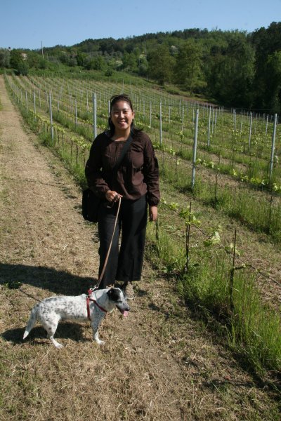 Tuscany Wine Fields