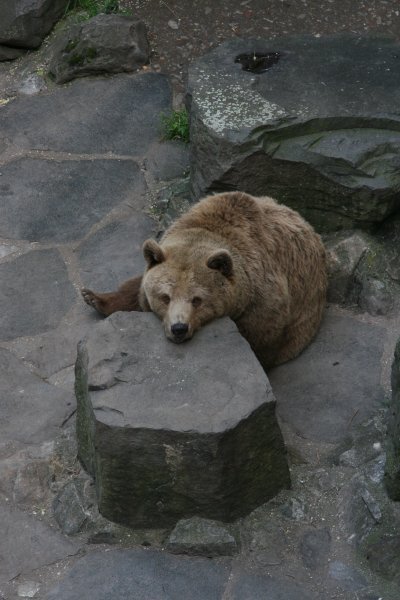 Bear Moat, Cesky Krumlov