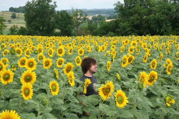 A Thorn in a Field of Sunflowers